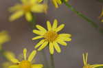 Golden groundsel